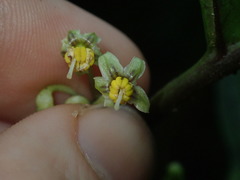 Solanum anceps