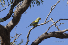 Polytelis anthopeplus monarchoides