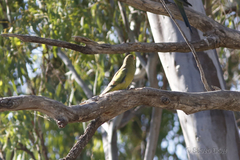 Polytelis anthopeplus monarchoides