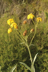 Senecio macrospermus