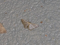Idaea simplex
