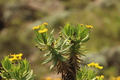 Euryops evansii
