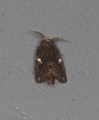 Archigargetta amydra