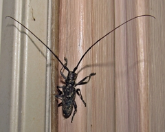 Monochamus carolinensis