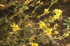 Senecio seminiveus