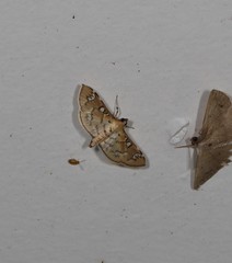 Cotachena hicana