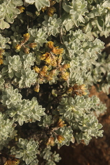 Helichrysum trilineatum