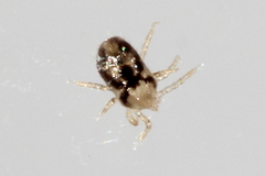 Ornithonyssus