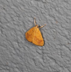 Hyalobathra brevialis