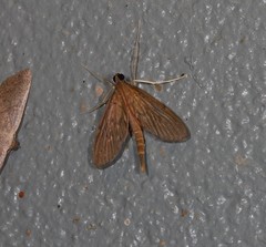 Hymenoptychis sordida