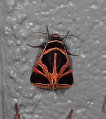 Xenogenes gloriosa