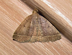 Zanclognatha marcidilinea