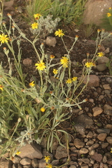 Senecio asperulus