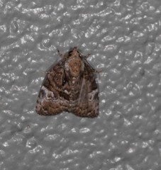 Lophothripa vitea