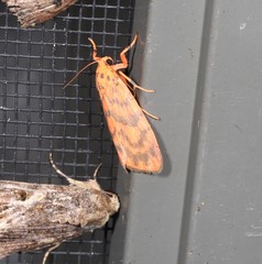 Miltochrista quadrilineata