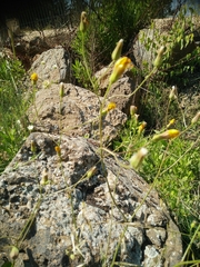 Crepis pterothecoides