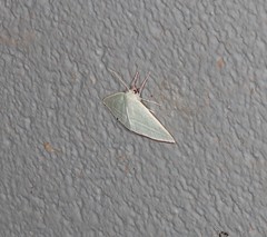 Oenochroma infantilis