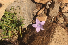 Wahlenbergia cuspidata