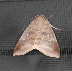 Ophiusa hituense