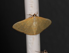 Paratalanta aureolalis