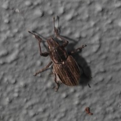Naupactus leucoloma