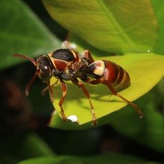 Polistes humilis synoecus