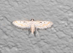 Parapoynx dentizonalis