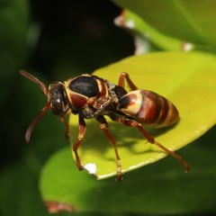 Polistes humilis synoecus