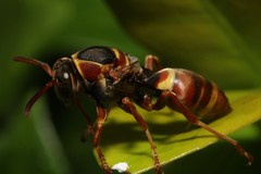 Polistes humilis synoecus