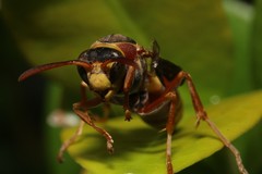 Polistes humilis synoecus