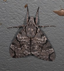 Psilogramma papuensis