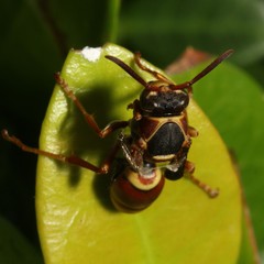 Polistes humilis synoecus