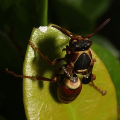 Polistes humilis synoecus
