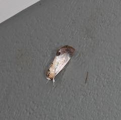 Westermannia gloriosa