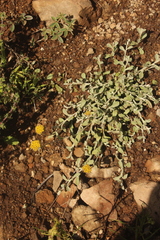 Helichrysum dasycephalum