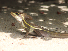 Basiliscus vittatus