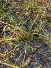 Lycopodiella appressa