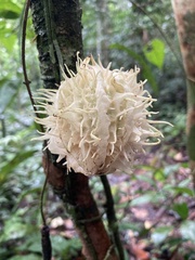 Carpotroche longifolia