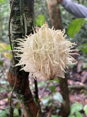 Carpotroche longifolia