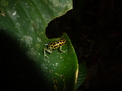 Ranitomeya
