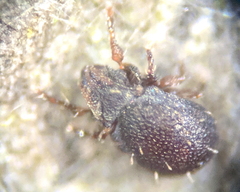 Carabodes