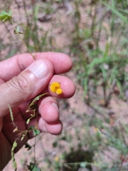 Aeschynomene brevifolia