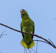 Amazona finschi × viridigenalis