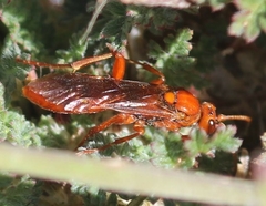 Spilichneumon