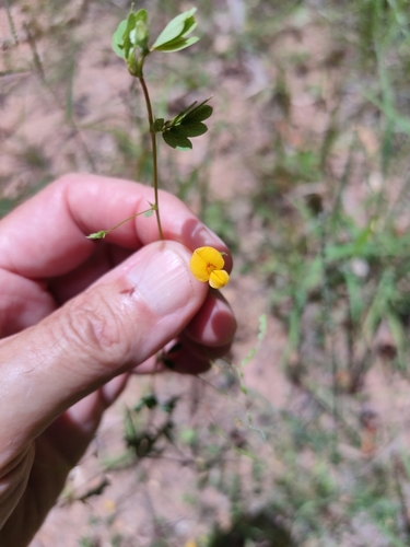 Image of Aeschynomene brevifolia by (c) Tony van Kampen, some rights reserved (CC BY)