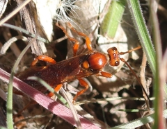 Spilichneumon