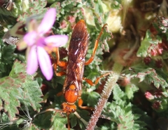 Spilichneumon