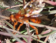 Spilichneumon