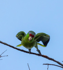 Amazona finschi × viridigenalis