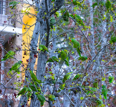 Amazona finschi × viridigenalis